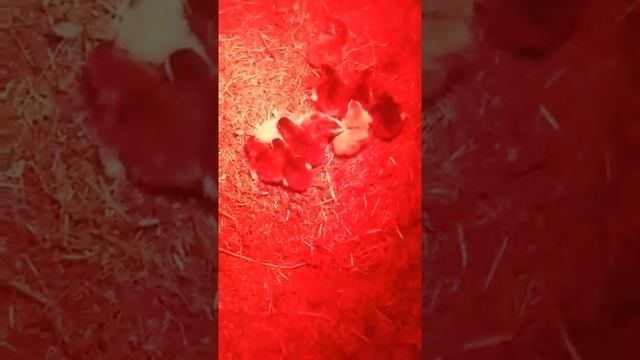 Царская птица (цесарка) начало. Часть 2 смотреть онлайн