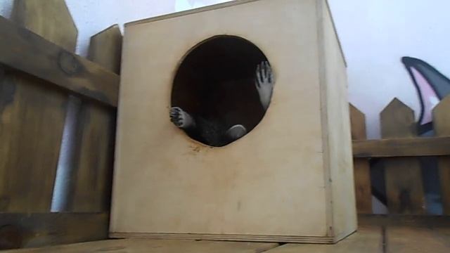 Лапы енота. Ремейк "Титаника")) смотреть онлайн