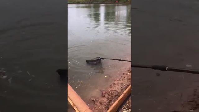 Ловля форели на глине. Рыбалка на форель. Платная рыбалка / Рыбалка в ДУРЫКИНО смотреть онлайн
