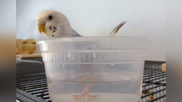 Оптимальное обустройство купалки для попугаев