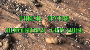 НЕПОНЯТНАЯ ГИБЕЛЬ ТРУТНЯ,НА ГЛУХОМ ДНЕ