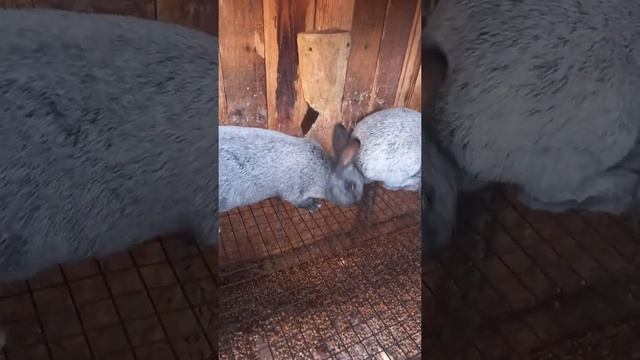 кролики большое светлое серебро на продажу смотреть онлайн