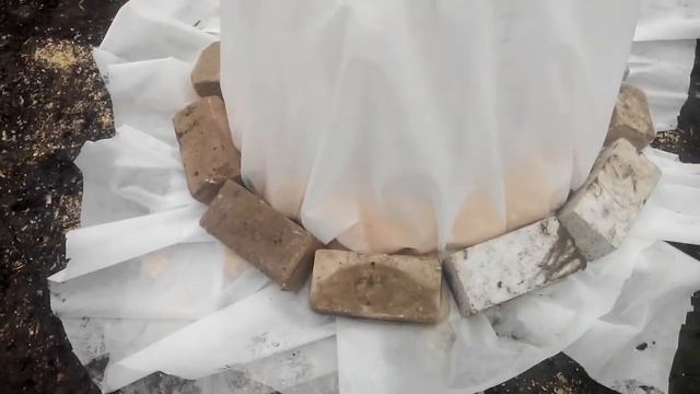 Пальма трахикарпус укрытие на зиму часть 2!!!! смотреть онлайн