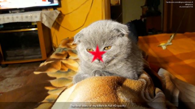 Первое видео моего котенка в Full HD качестве. Вислоухий шотландец Лапик