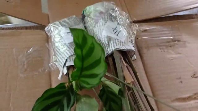 Calathea -packing tricks смотреть онлайн