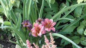 Первые летние цветы в моем саду.  Садовые цветы новинки и проверенные временем!