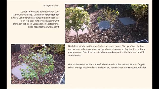 Rose Schneeflocke | Noack | Gartenfein [HD]