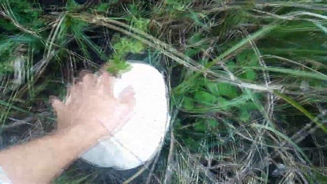 гриб дождевик! Лангермания гигантская Calvatia gigantea: смотреть онлайн