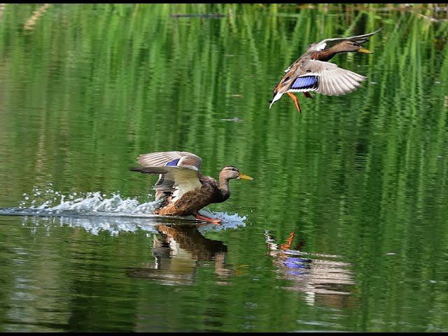 ОХОТА НА УТОК НА РАСКАТАХ 2020!!! ВЕЧЕРКА, БЫСТРАЯ И РЕЗУЛЬТАТИВНАЯ!!! ОХОТА НА УТОК / MAX HUNTER смотреть онлайн