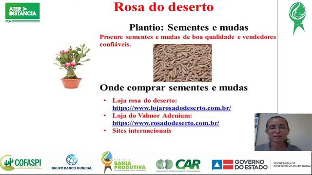 ATER À DISTÂNCIA: CULTIVO COMERCIAL DE ROSA DO DESERTO - videoaula 25 смотреть онлайн