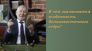 Особенность кедра Дальневосточного