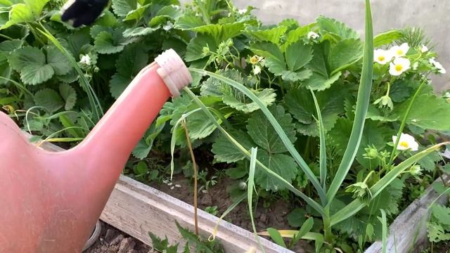 Подкормка Клубники Во Время цветения Для Большого Урожая смотреть онлайн