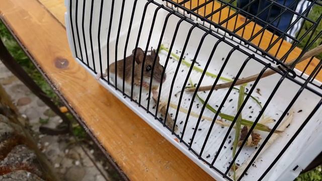 Поймали Мышь" Самодельнвя Мышеловка"Моя Дача смотреть онлайн