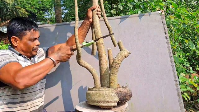 Secrets To Growing Mango Tree Bonsai From Seedlings#janabonsai смотреть онлайн