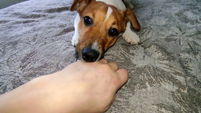 ВЕСЕЛЬЧАК ВСЕГДА ТЯНЕТ КУДА - ТО................................... смотреть онлайн