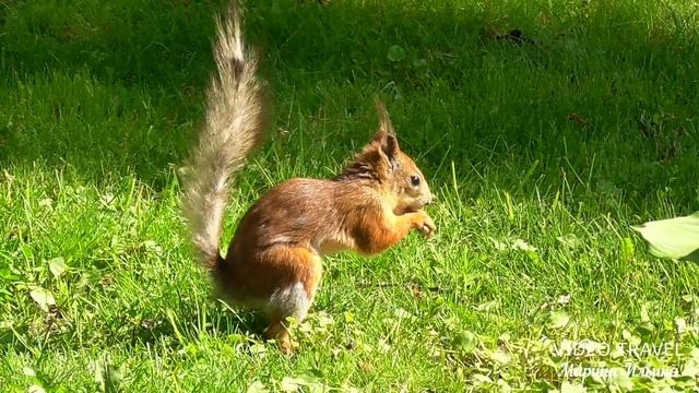 Потрясающе красиво! Фестиваль тюльпанов на Елагином острове 2023. смотреть онлайн