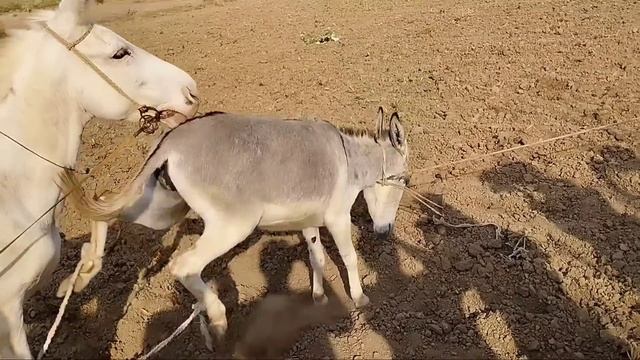 wow amazing pairs in my village farm house, Nov 22.2023 смотреть онлайн