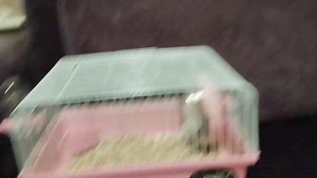 ❗Я перепутала Как называется канал ❗3 ФАКТА О ХОМЯКОВ смотреть онлайн