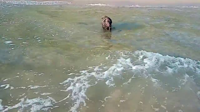 Лабрадор видит море первый раз! смотреть онлайн
