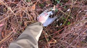 Охота на дикого голубя 2019 | Охота на ВЯХИРЯ в Краснодарском крае | Славная Охота