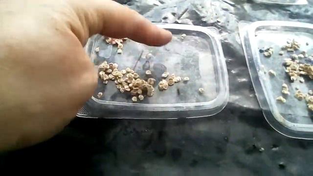 2018 08 07 заготовка семян помидора 2 часть