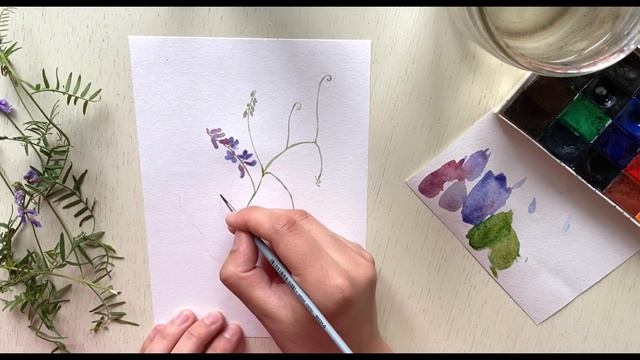 Вика или Мышиный горошек акварелью. Рисуем полевые цветы с натуры смотреть онлайн