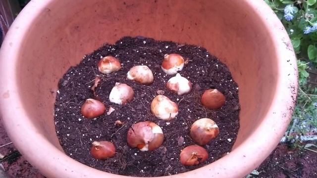 Easy Way To Grow Tulip Bulbs In Pots Or Containers - Gardening Tips