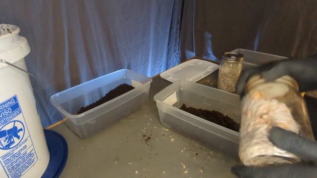 How to SPAWN Grain to Coir Bulk Substrate | A Beginner's Guide to Mushroom Growing смотреть онлайн