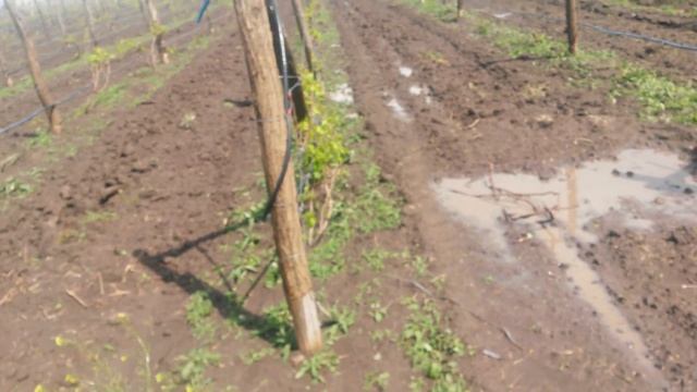 20160515 Виноградник после градобоя смотреть онлайн