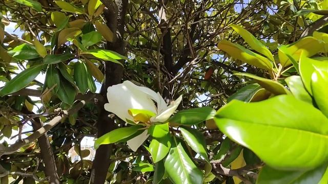 Лазаревское, Сочи. Цветёт магнолия 2021 год смотреть онлайн