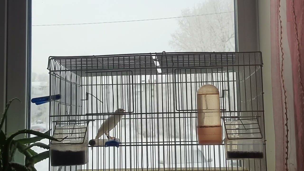 Песня кенара 31.12.2022 год. смотреть онлайн