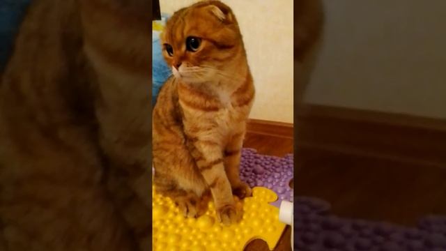 Максик и увлажнитель воздуха смотреть онлайн