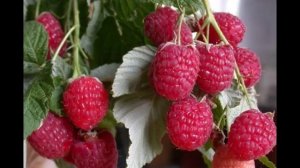 МАЛИНА  -  ШТАМБОВАЯ СКАЗКА ОПИСАНИЕ СОРТА