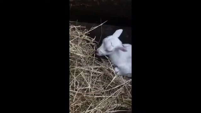 КАТУМСКИЕ ОЧАРОВАШКИ смотреть онлайн