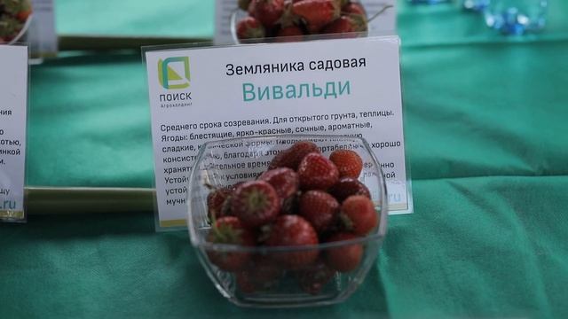 Земляника фриго I сорта, дегустация смотреть онлайн