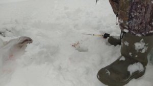 Ловля голавля зимой! Не пролазит в лунку! Поймал щуку на мормышку! О такой рыбалке только мечтать