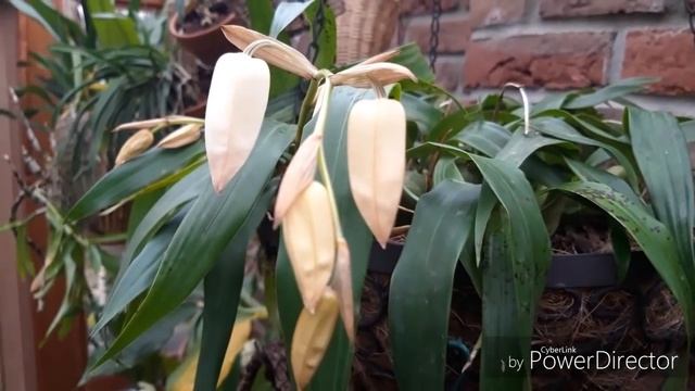 Целогина кристата - цветение в домашних условиях. смотреть онлайн