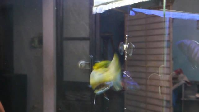 Buccochromis Rhoadesii (Yellow Lepturus) 25cm смотреть онлайн