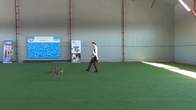 . Класс Дебют фристайл Курочкина Анна Сергеевна & Тайский риджбек _ HE ROYAL HOUSE OF TRD PEIDGE