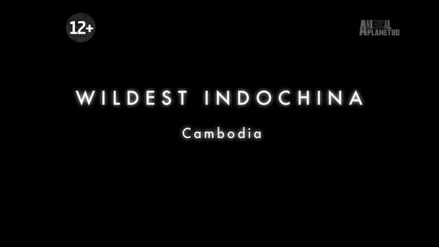 Неизведанный Индокитай / Wildest Indochina Серия Камбоджа - Водное царство смотреть онлайн