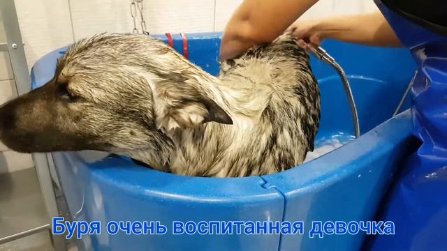 НОРВЕЖСКИЙ ЭЛКХАУНД. Буря идет! смотреть онлайн