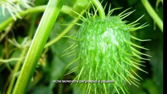 Ангурия смотреть онлайн