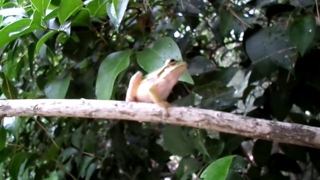 Frog lives in a tree | Лягушка живёт на дереве смотреть онлайн