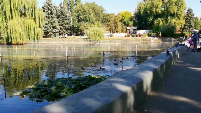 Гуляю по Городскому парку. Лебеди в пруду. Саратов 2020 / City Park. Swans in the pond. Saratov 202 смотреть онлайн