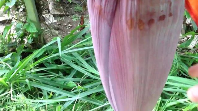 Where do bananas come from? смотреть онлайн