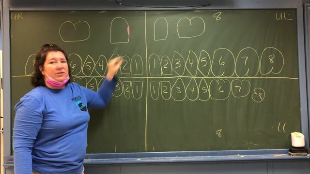 Ortho Lecture- Understanding numbering, tooth surfaces and parts of the bracket смотреть онлайн