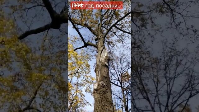 1775 ГОД ПОСАДКИ... смотреть онлайн