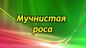 Частые болезни Фиалок (Сенполий) и способы их лечения!