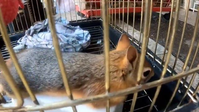 Птичий рынок Эрбиля смотреть онлайн
