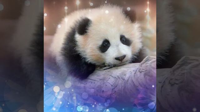 ТОП 10 НЯШНЫХ ЖИВОТНЫХ смотреть онлайн